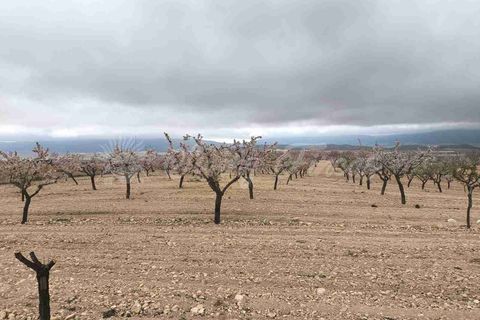 Helårsgrund i Yecla, Murcia, Yecla - € 45.000 | Ref: SF0565 - foto 7
